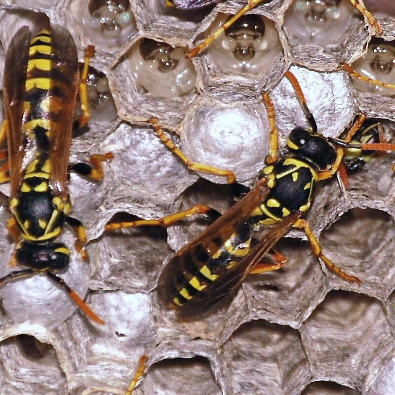 Wasps