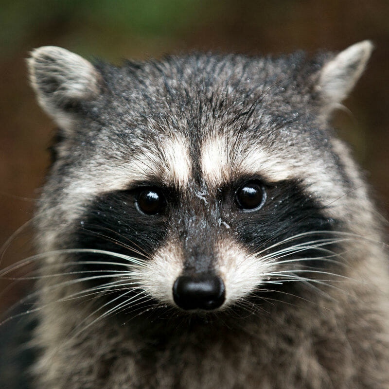 Raccoons